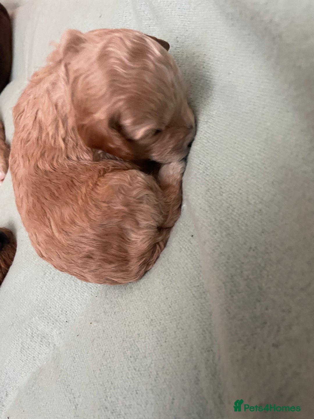 Cockapoo dogs for sale: F2 Cockapoo’s - Image 16