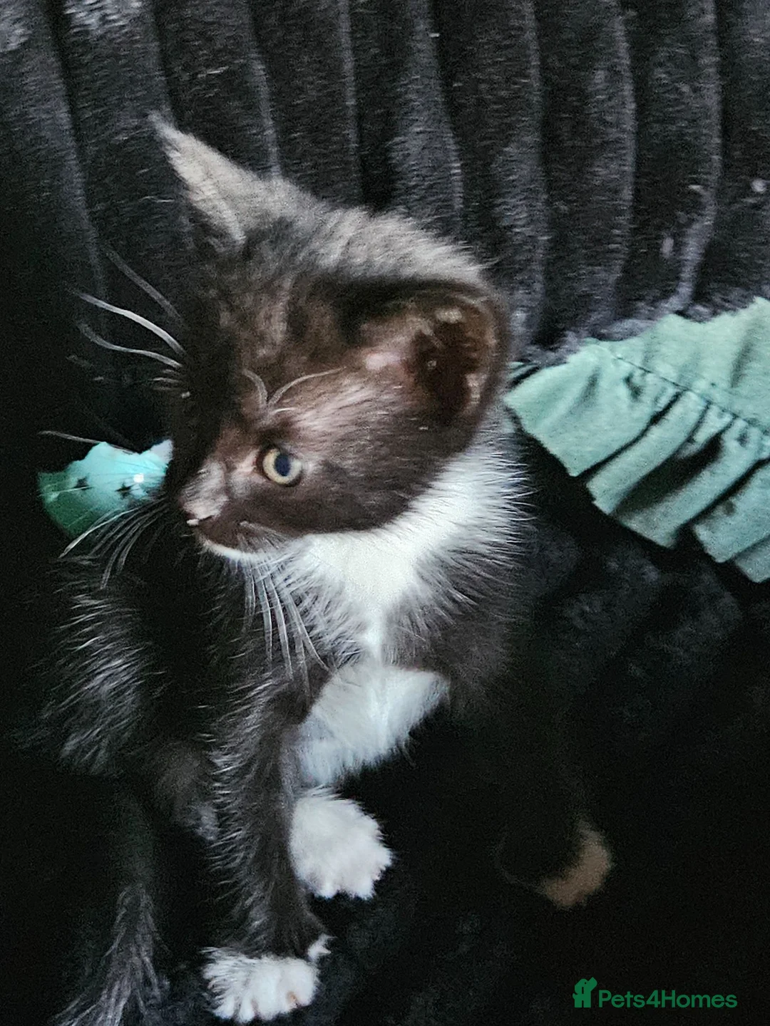 Mixed Breed cats for sale: 3 Kittens with incredible personalities ❤️ in Chepstow - Advert 13