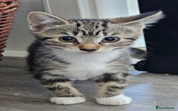 Mixed Breed cats for sale: Stunning maine coon cross kittens - Image 7