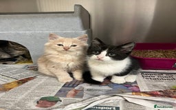 Domestic Shorthair cats for sale: Kittens for sale  - Image 5
