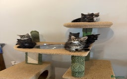 Siberian cats for sale: Full stunning siberian kittens for sale - Image 15