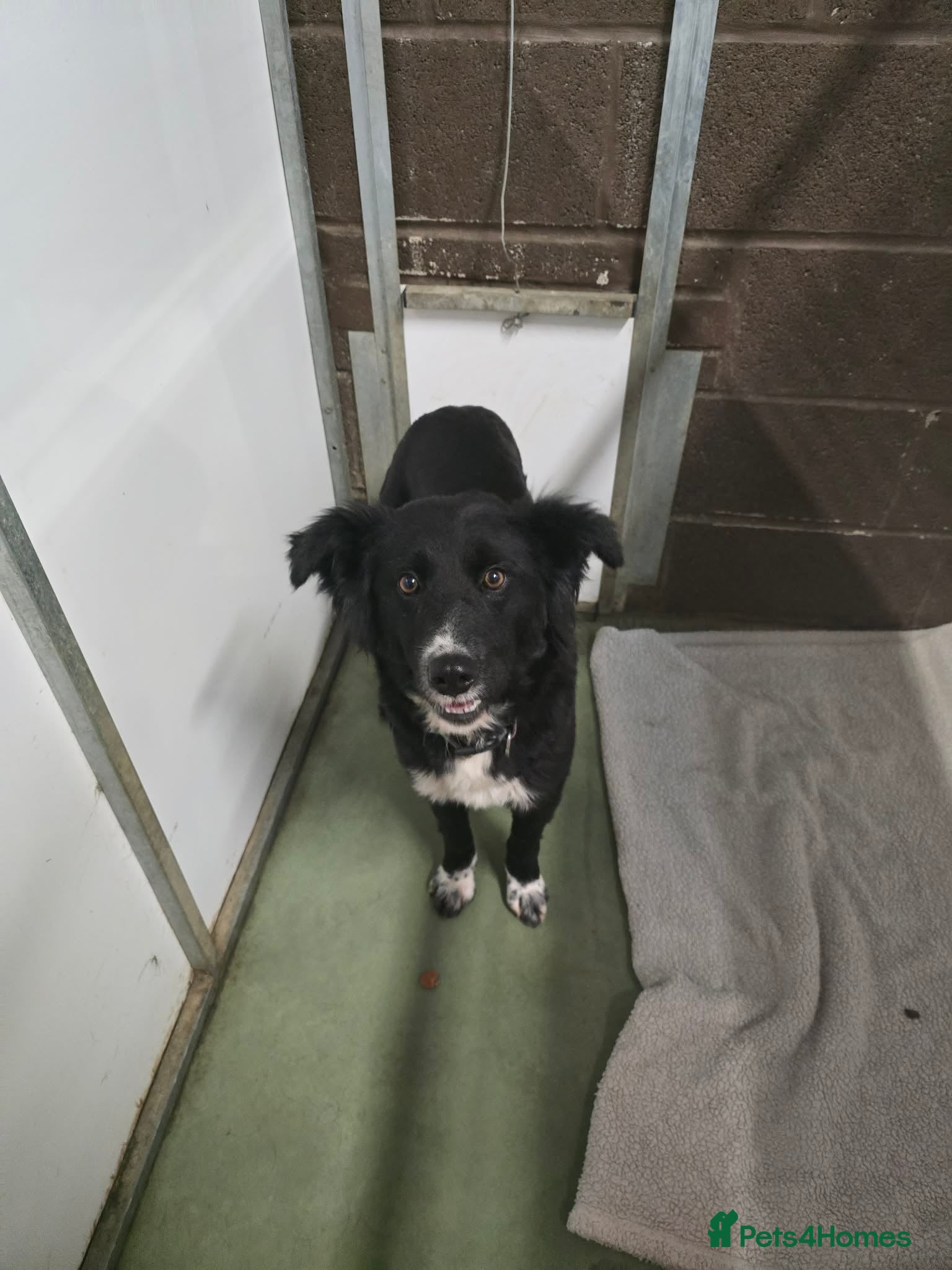 Mixed Breed dogs DORA  - Advert 6