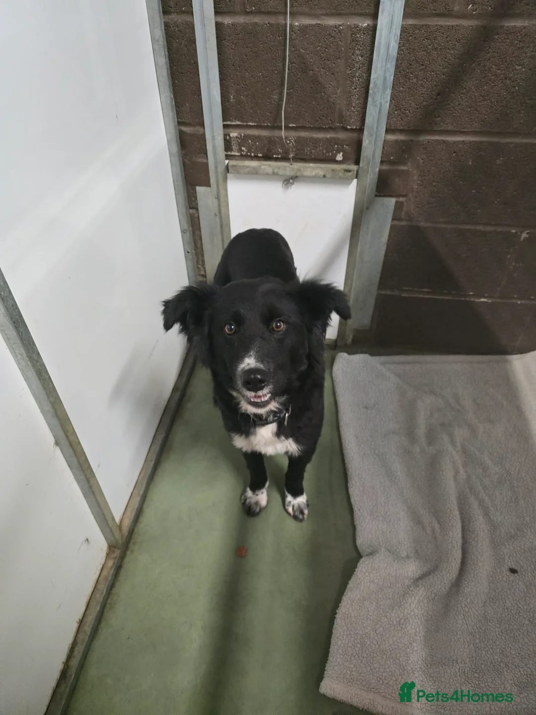 Mixed Breed dogs for adoption: DORA  - Advert 1