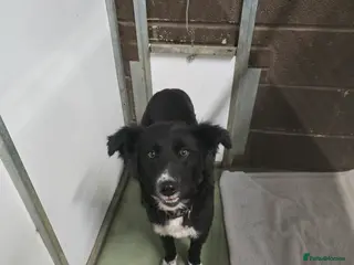 Mixed Breed dogs DORA - Advert 6