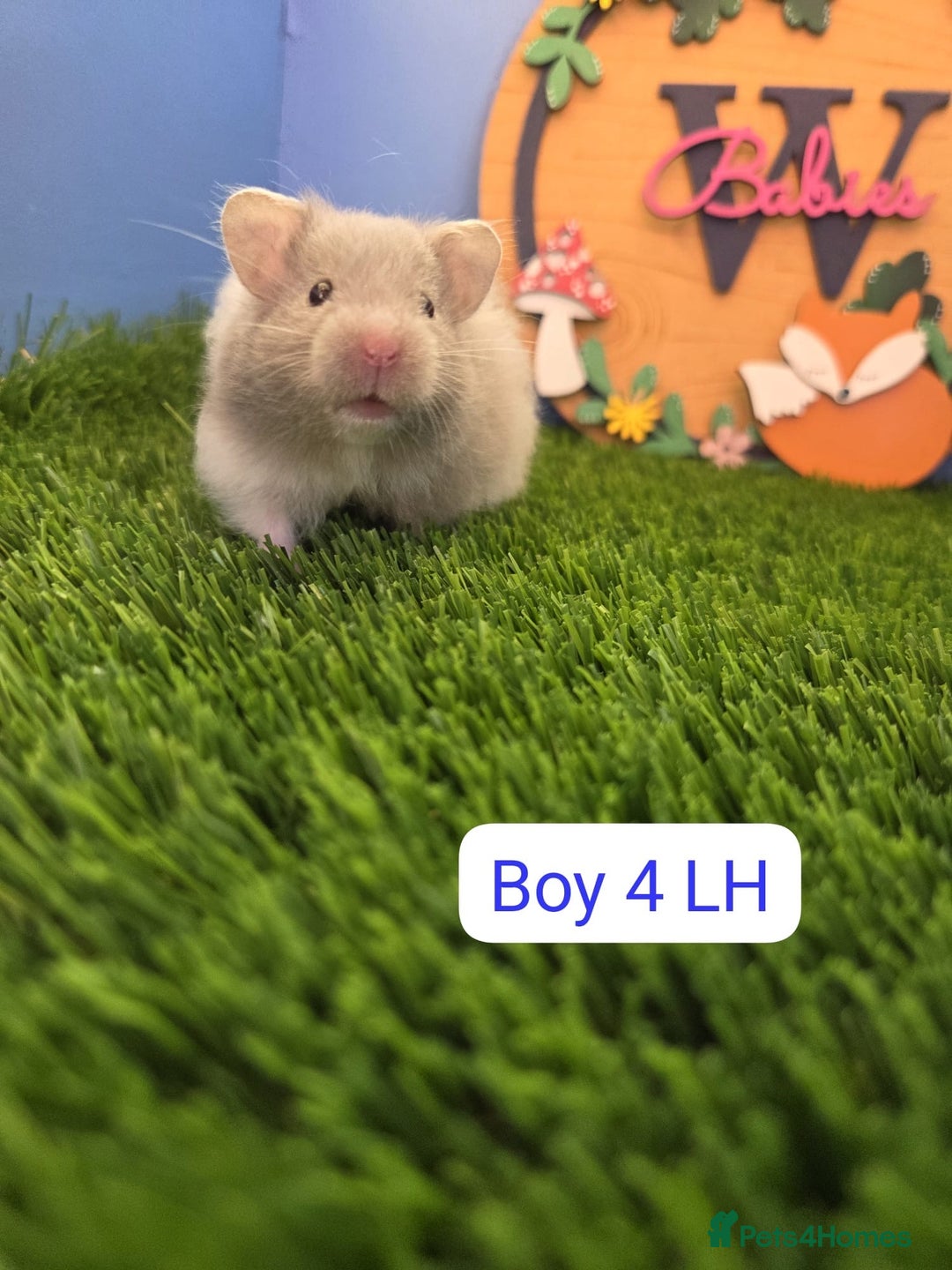 Hamster rodents for sale: Syrian Hamster Babies Males Females Pedigree  - Advert 4