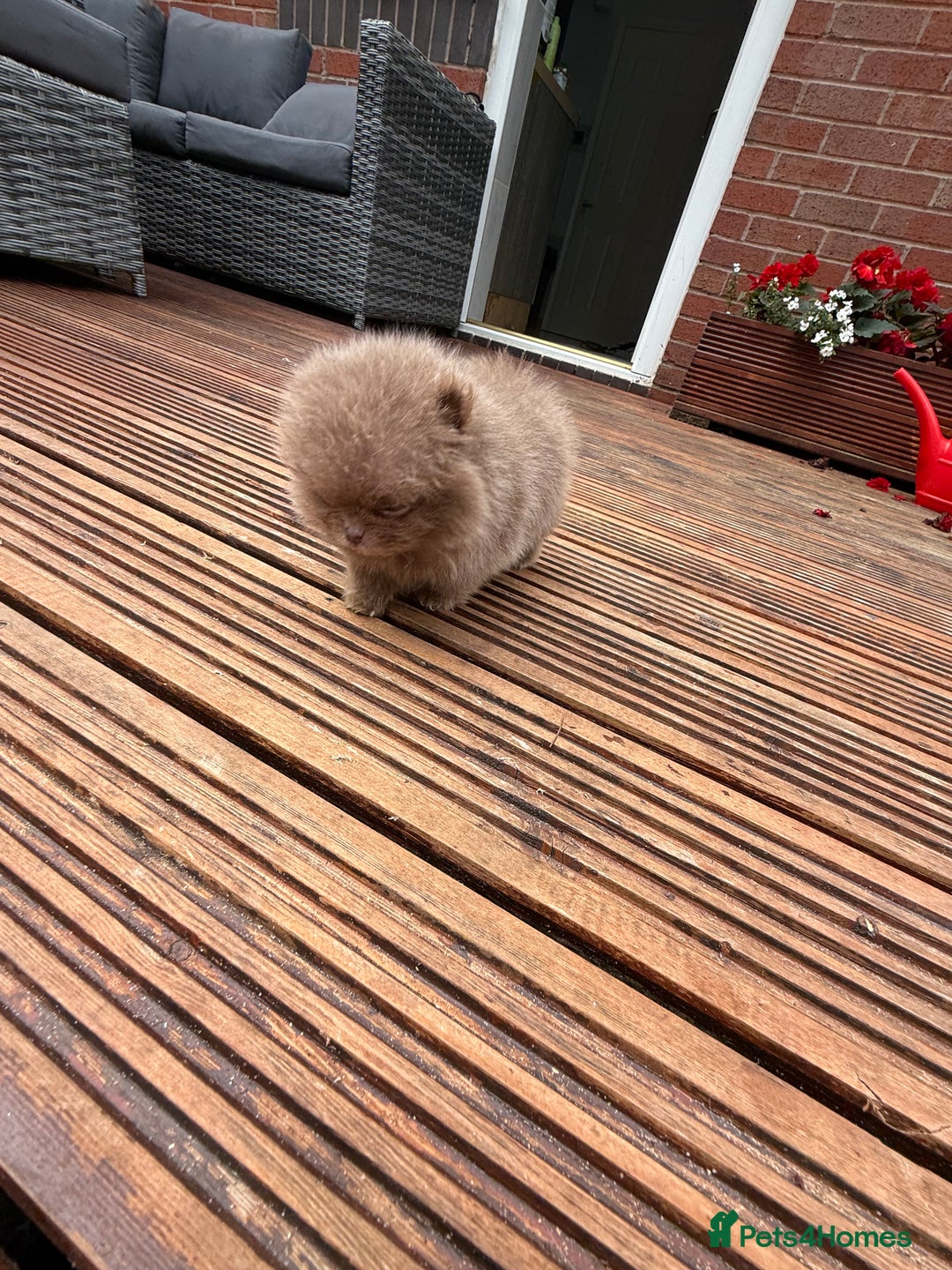 Pomeranian dogs for sale: Super Quite teddy bear Pomeranians puppy’s  - Image 13