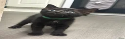 Mixed Breed cats for sale: 6 beautiful kittens - Advert 4