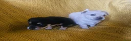 Chorkie dogs for sale: Beautiful chorkies  - Advert 12