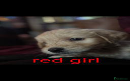Goldendoodle dogs for sale: So cute standard golden doodles  - Image 8
