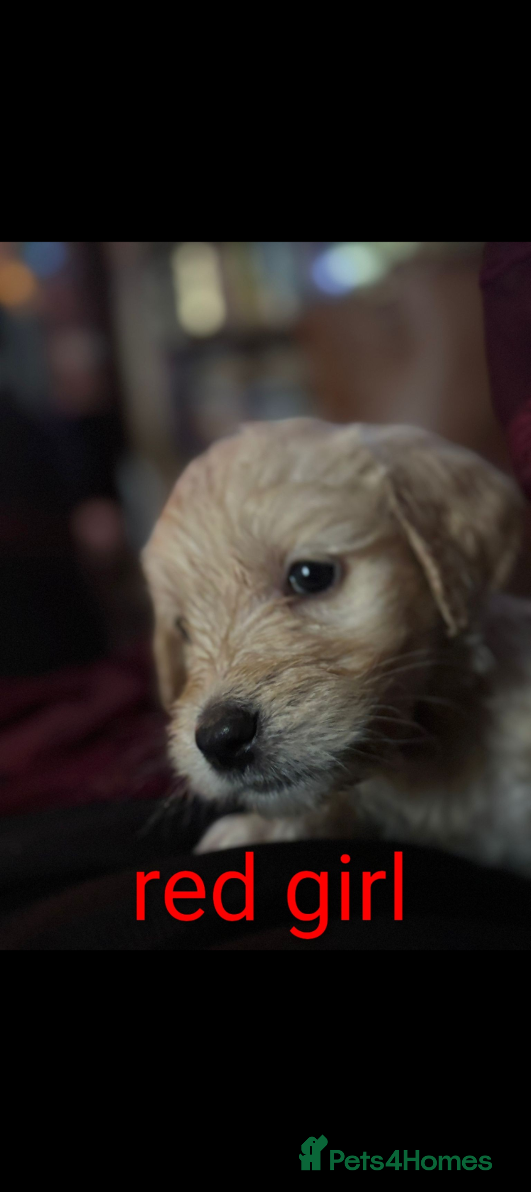 Goldendoodle dogs for sale: So cute standard golden doodles  - Image 8