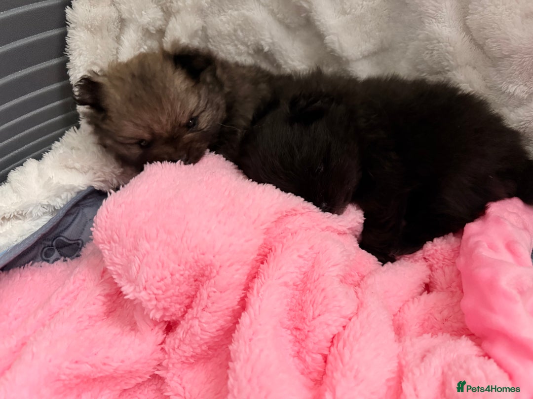 Pomeranian dogs for sale: Tiny Pomeranians - only boy left  - Advert 19