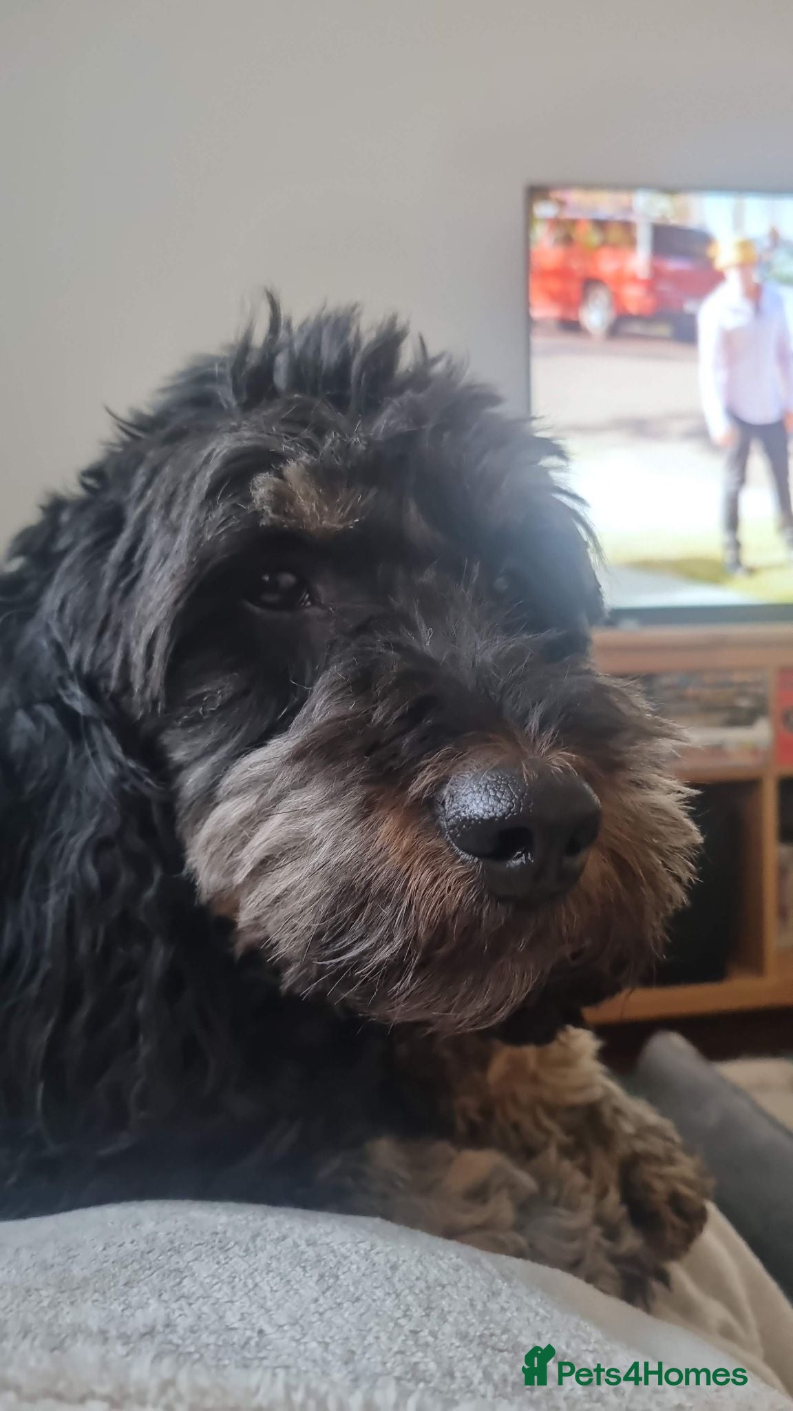 Cockapoo dogs Male Cockapoo Looking for a Suitable New Home - Advert 2