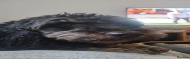 Jet