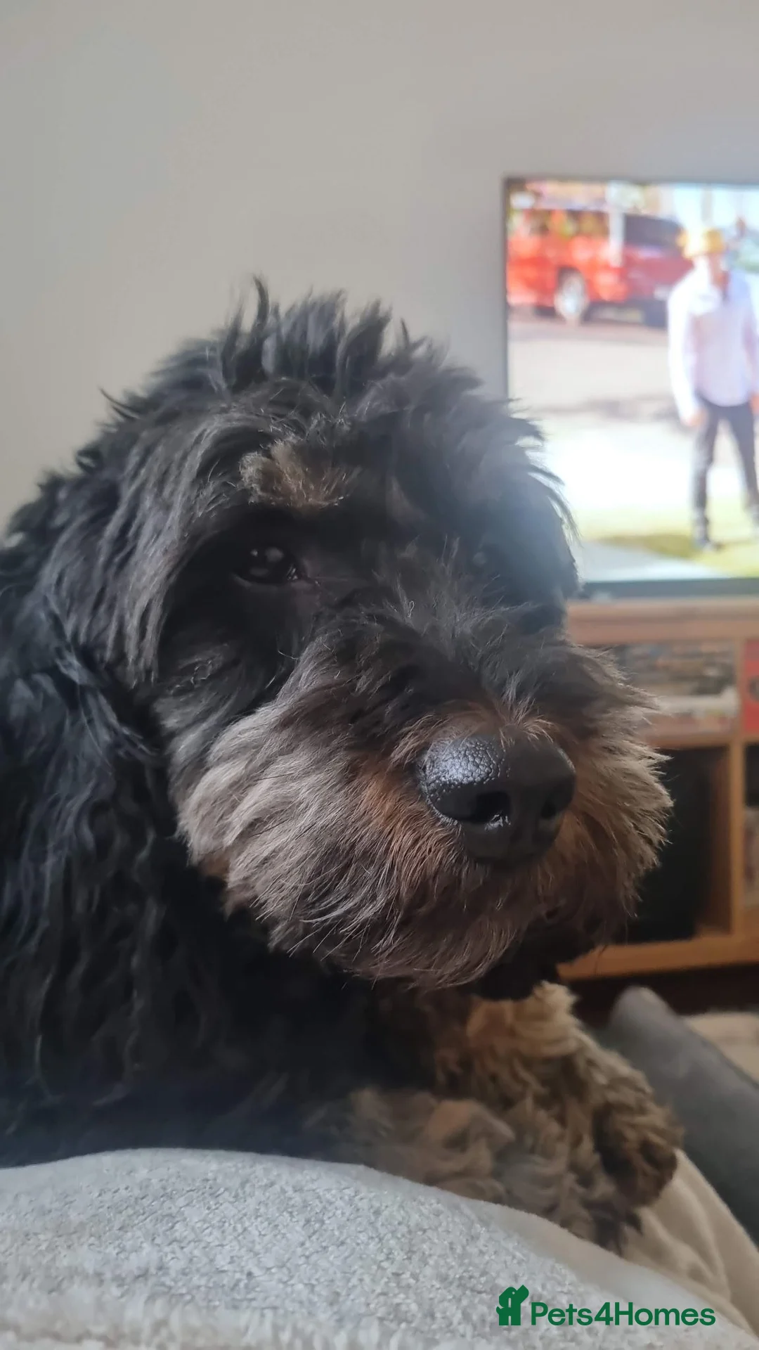 Cockapoo dogs for sale: Male Cockapoo Looking for a Suitable New Home in Marlow - Advert 1