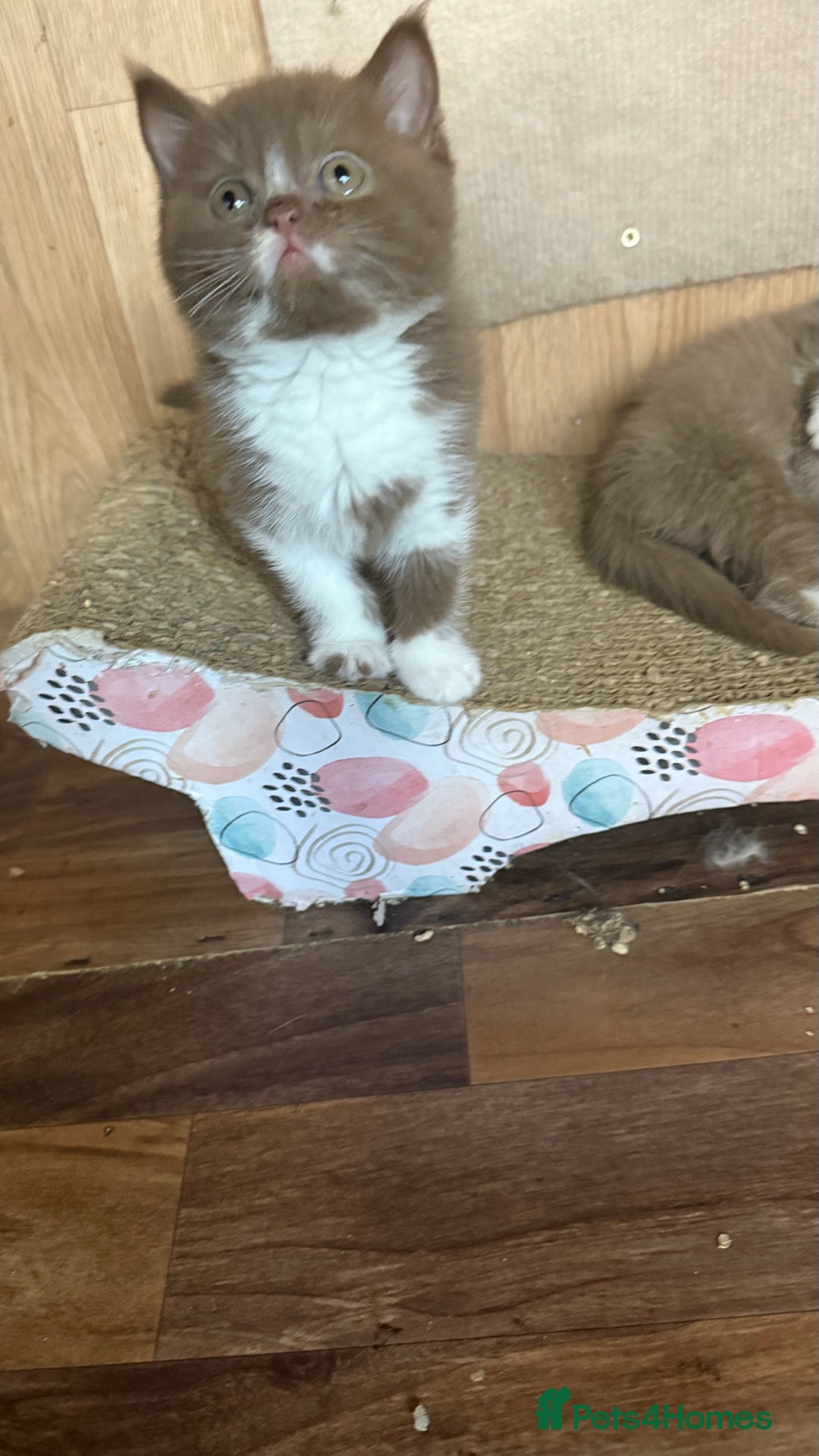British Shorthair cats for sale: BSH kittens parents gccf - Image 19
