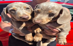 Dachshund dogs for sale: Beautiful kc isabella dapple dachshunds - Image 1