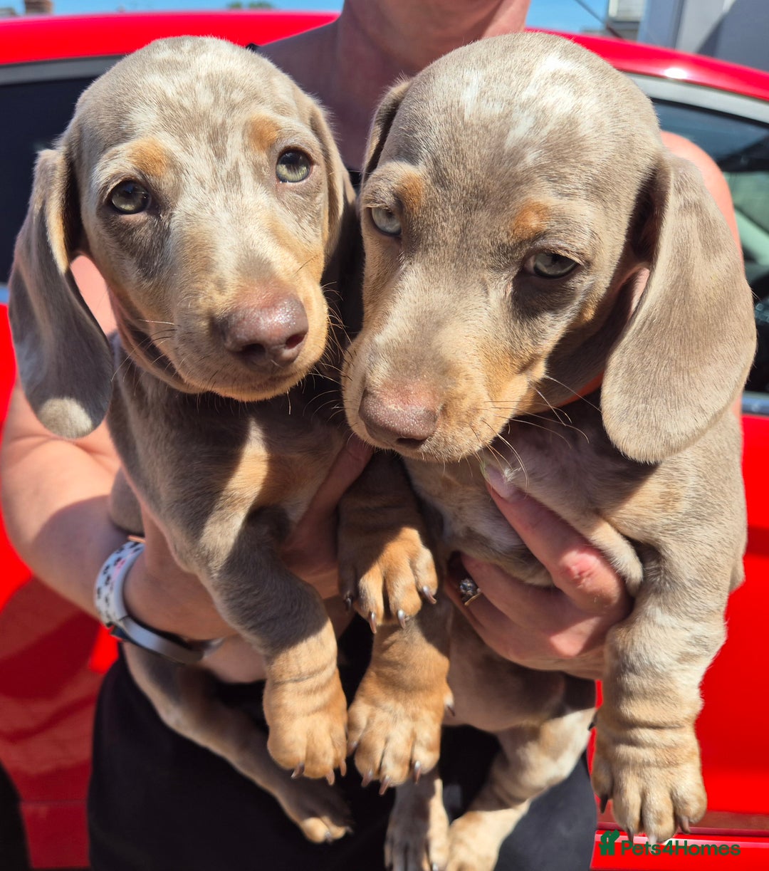 Dachshund dogs for sale: Beautiful kc isabella dapple dachshunds - Image 1