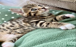 Mixed Breed cats for sale: Amazing, beautiful girl looking for home💕💕 - Image 10