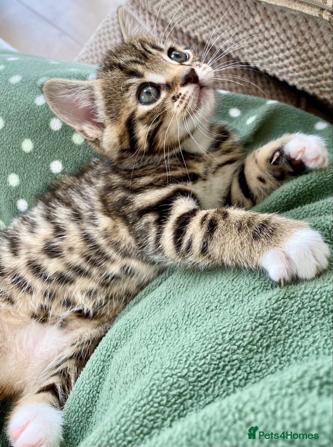 Mixed Breed cats for sale: Amazing, beautiful girl looking for home💕💕 - Image 10