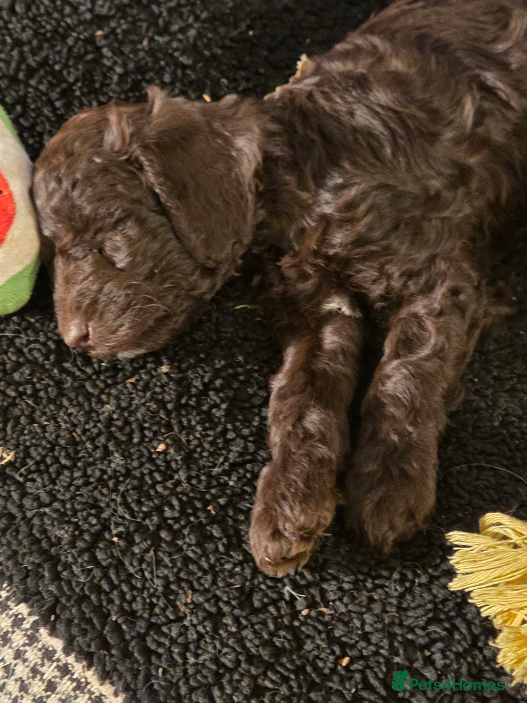 Sproodle dogs for sale: Beautiful litter of F2 Sproodles  - Image 12