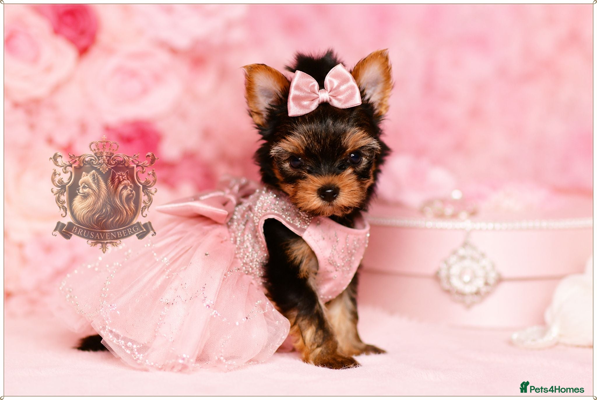 Yorkshire Terrier dogs BABY FACE MINIATURE YORKSHIRE TERRIERS KC DNA - Advert 9