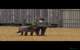 Miniature horses for sale: The sweetest little miniature Shetland mare - Image 7