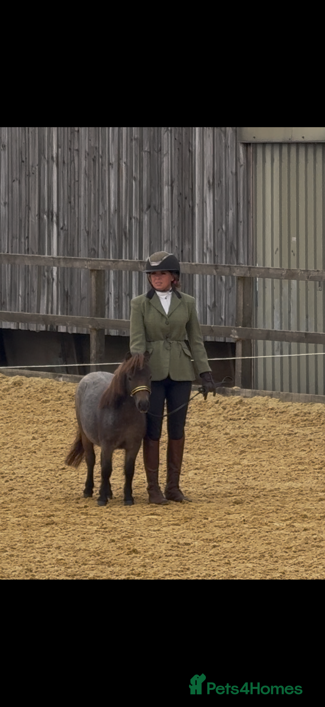Miniature horses for sale: The sweetest little miniature Shetland mare - Image 7