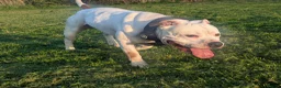 Staffordshire Bull Terrier dogs for stud: Health tested Staffordshire bull terrier studs  - Advert 5