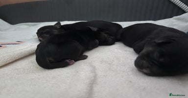 Border Terrier dogs 4 stunning kc borders looking for their 4ever home - Advert 1