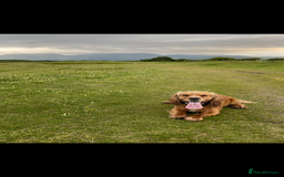 Cocker Spaniel dogs for stud: Golden Cocker Spaniel Available For Stud in Ballynahinch - Image 5