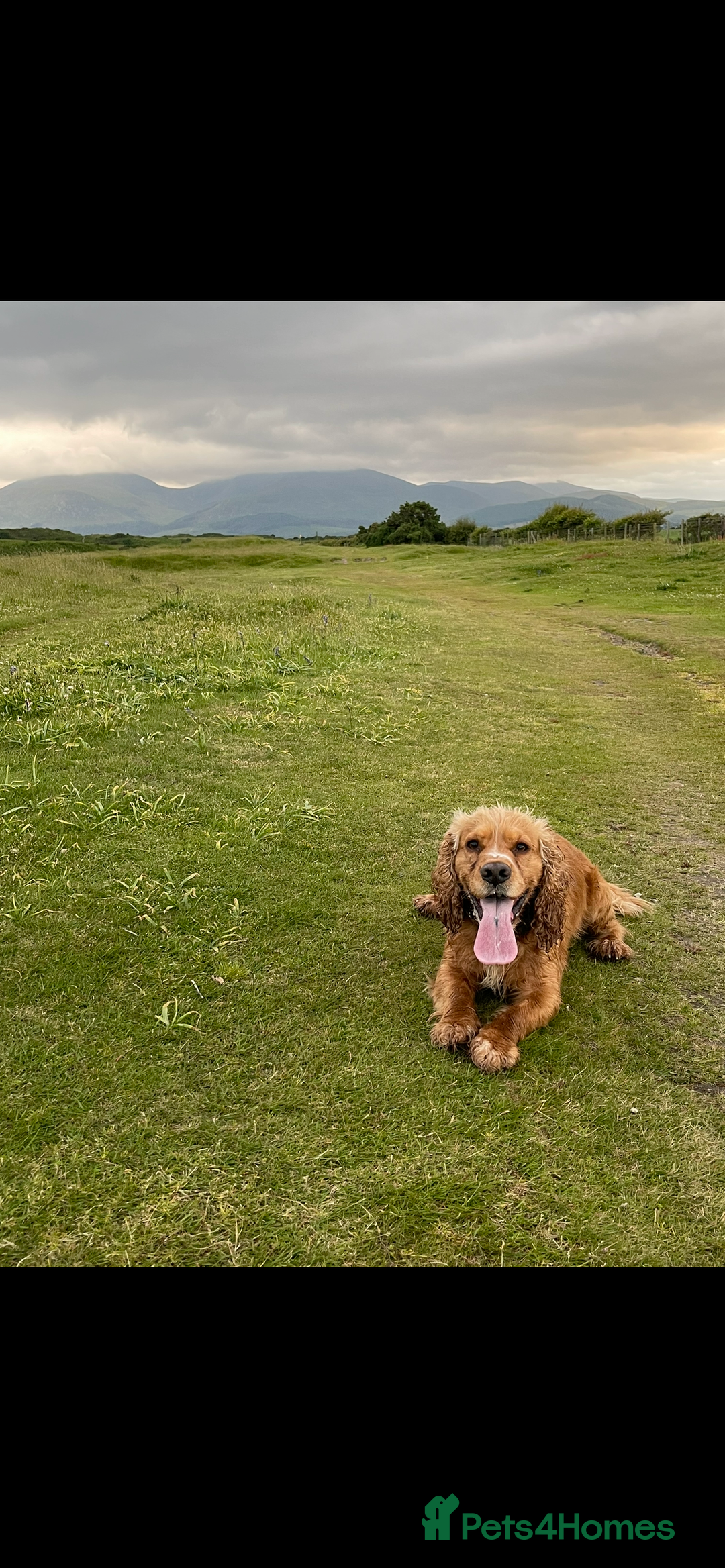 Cocker Spaniel dogs for stud: Golden Cocker Spaniel Available For Stud in Ballynahinch - Image 5