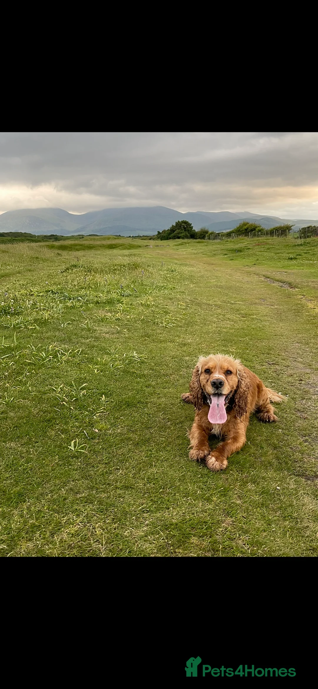 Cocker Spaniel dogs for stud: Golden Cocker Spaniel Available For Stud in Ballynahinch - Advert 5