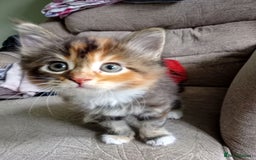 Mixed Breed cats for sale: Beautiful mixed Maine Coon kittens  - Image 2