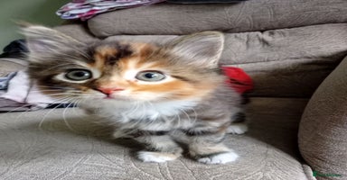 Mixed Breed cats - Advert 3