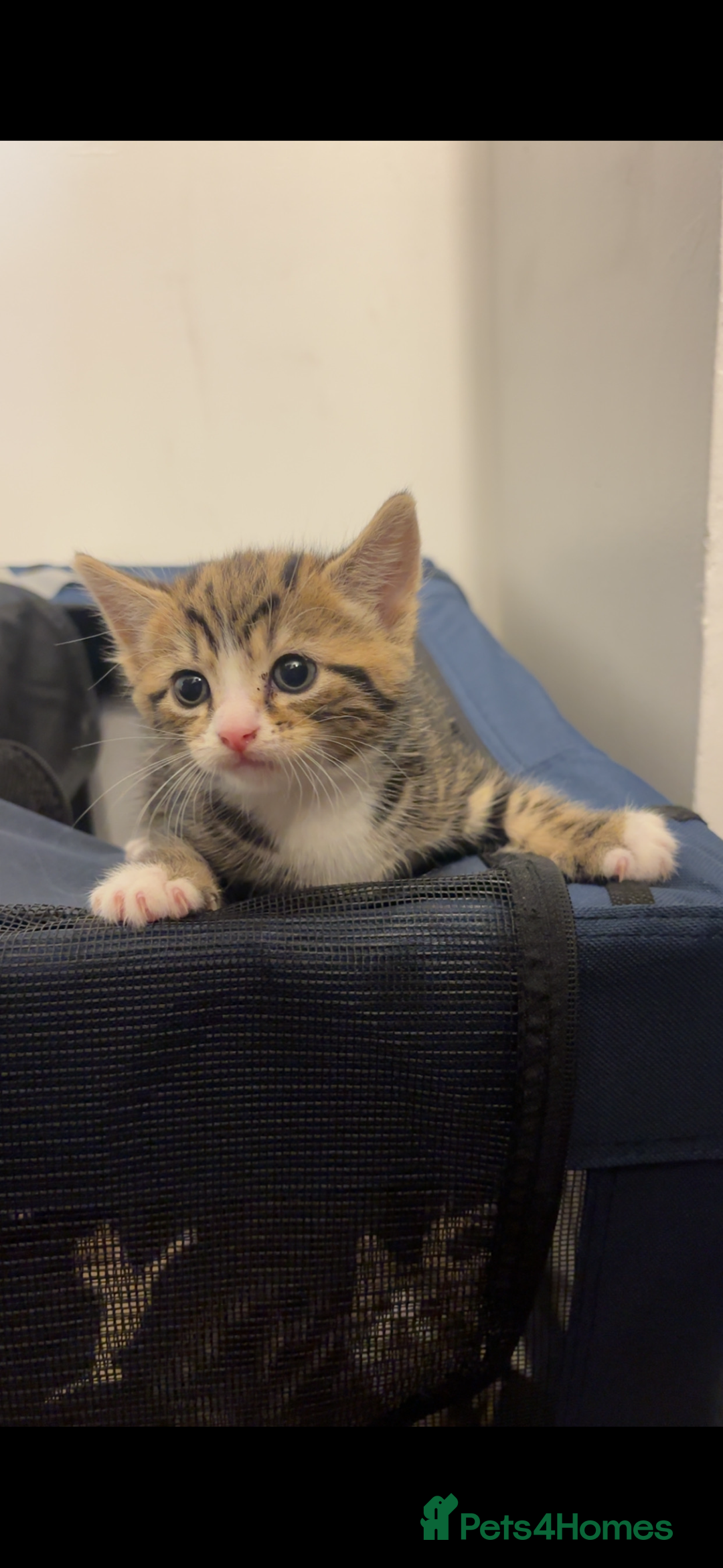 American Shorthair cats for sale: Kittens for Sale - Advert 8