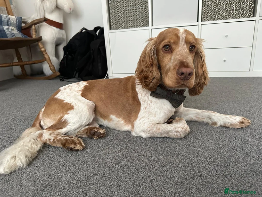 Cocker Spaniel dogs for stud: KC Reg Show Cocker Spaniel- Extensively DNA tested in Warrington - Advert 2
