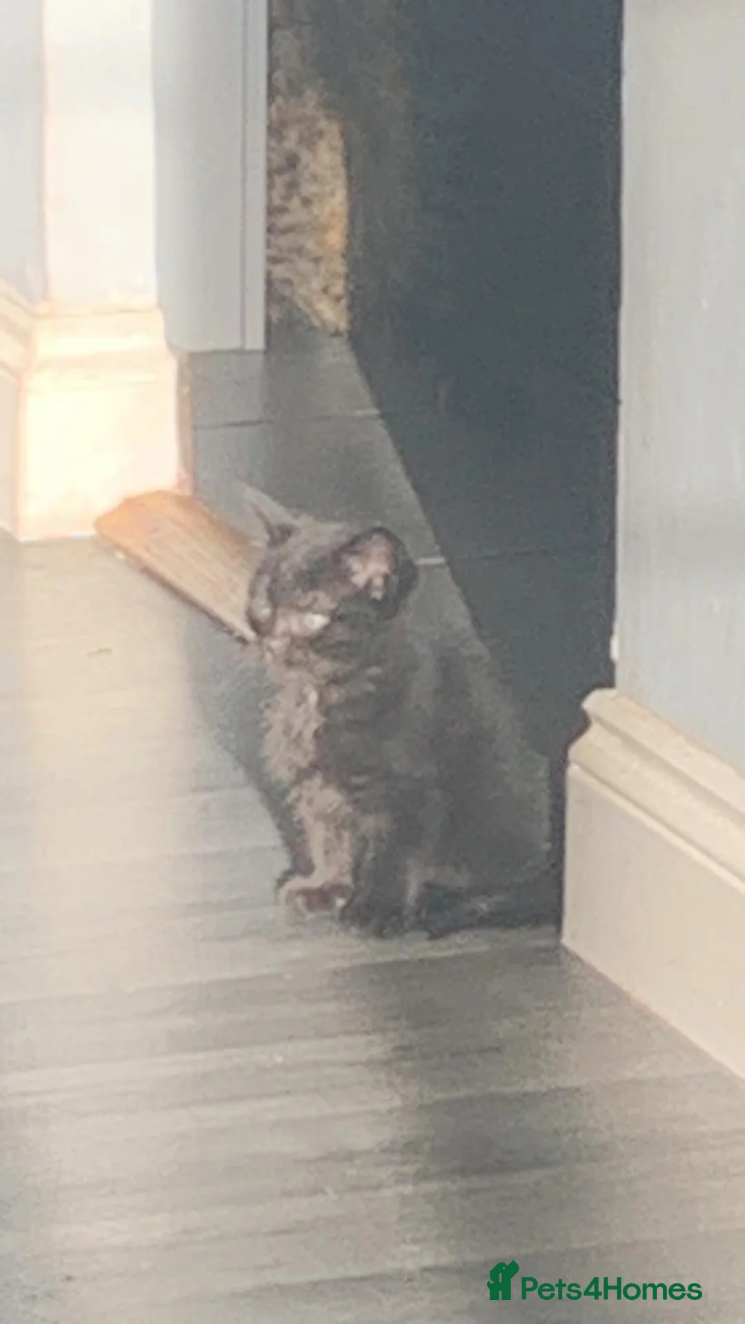 Mixed Breed cats for sale: 2 Female Kittens Available in Ipswich - Advert 11