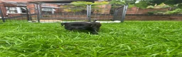 Mixed Breed dogs for sale: Rhodesian Ridgeback X Canaan Dog Puppies  - Advert 10