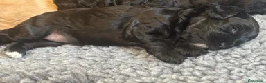 Cavapoo 3