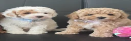 Maltipoo dogs for sale: 🐶 3 Gorgeous Toy Maltipoo Puppies For Sale 🐶 - Advert 3
