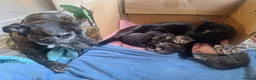 Mixed Breed cats for sale: Maine coon mix with black kittens 😸💖 - Advert 5