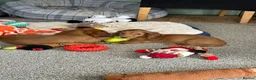 Miniature Dachshund dogs for sale: Shaded red longhaired boy and girl - Advert 18