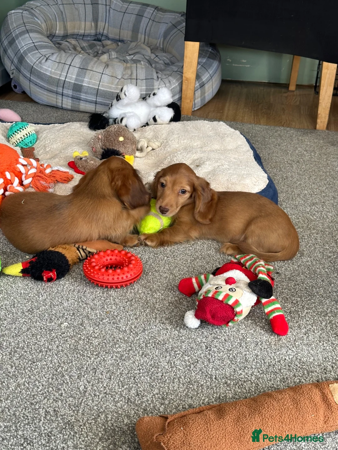 Miniature Dachshund dogs for sale: Shaded red longhaired boy and girl - Advert 18