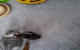 Bengal cats for sale: 2 girls  1 boy ready for a new home  - Image 3