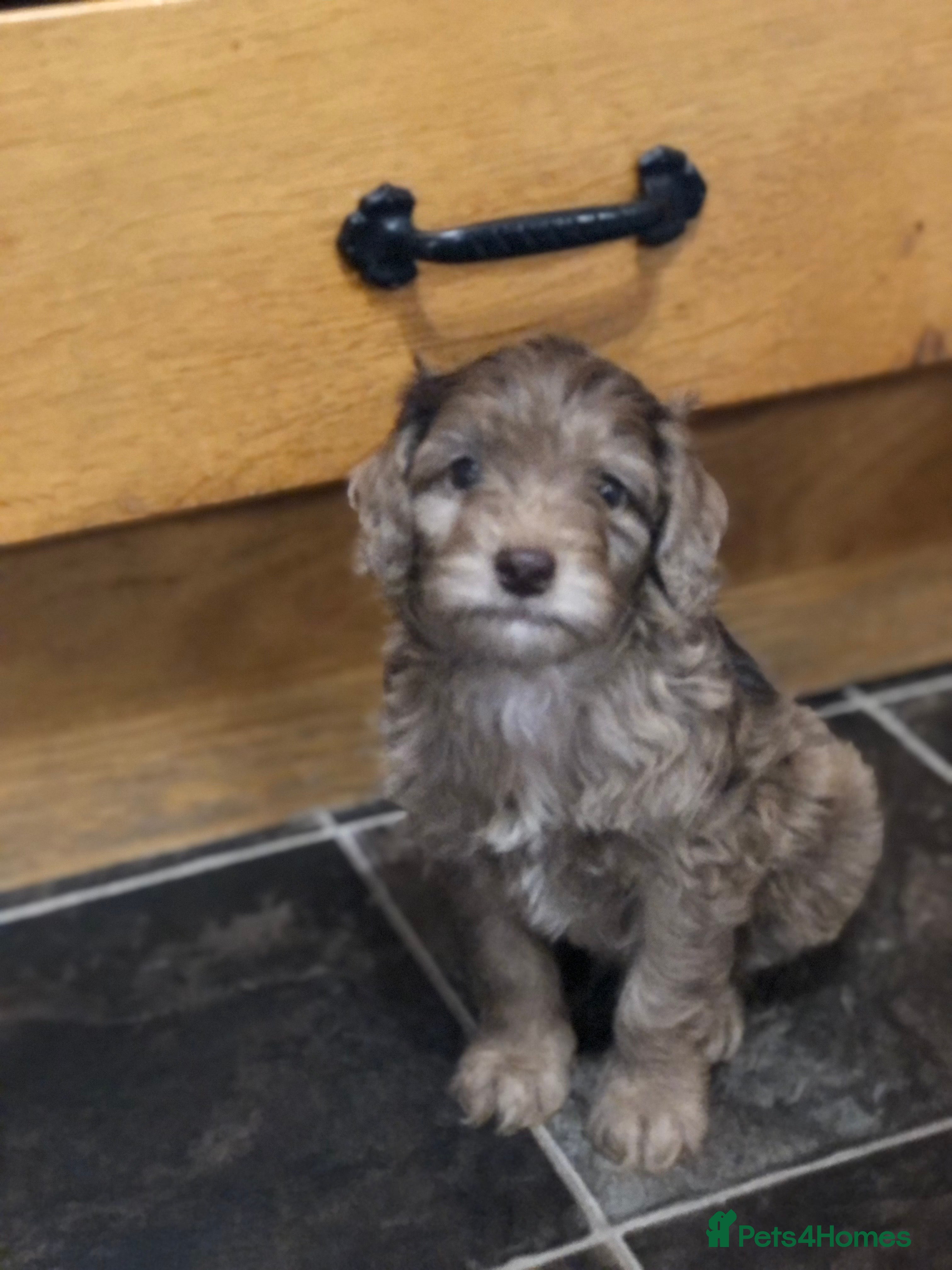 Cockapoo dogs F1 Cockapoo’s - Advert 12