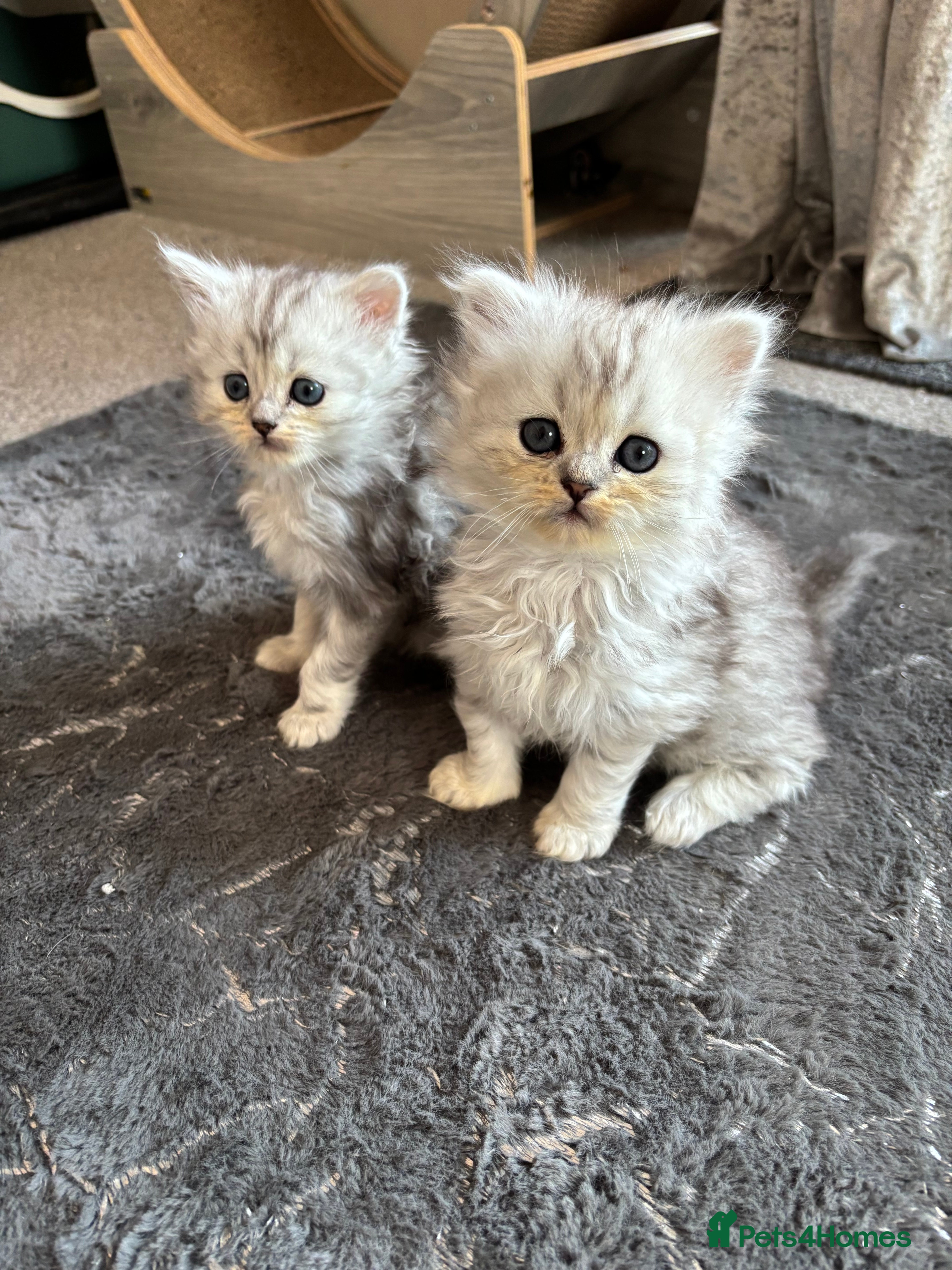 Maine Coon cats Maincoon / Persian babies looking for laps  - Advert 18
