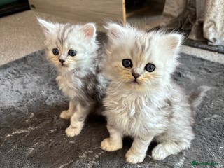 Maine Coon cats Mainecoon/persian kittens READY FROM 29/01/26 - Advert 2
