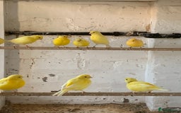 Canaries birds for sale: Fife canary’s  - Image 2