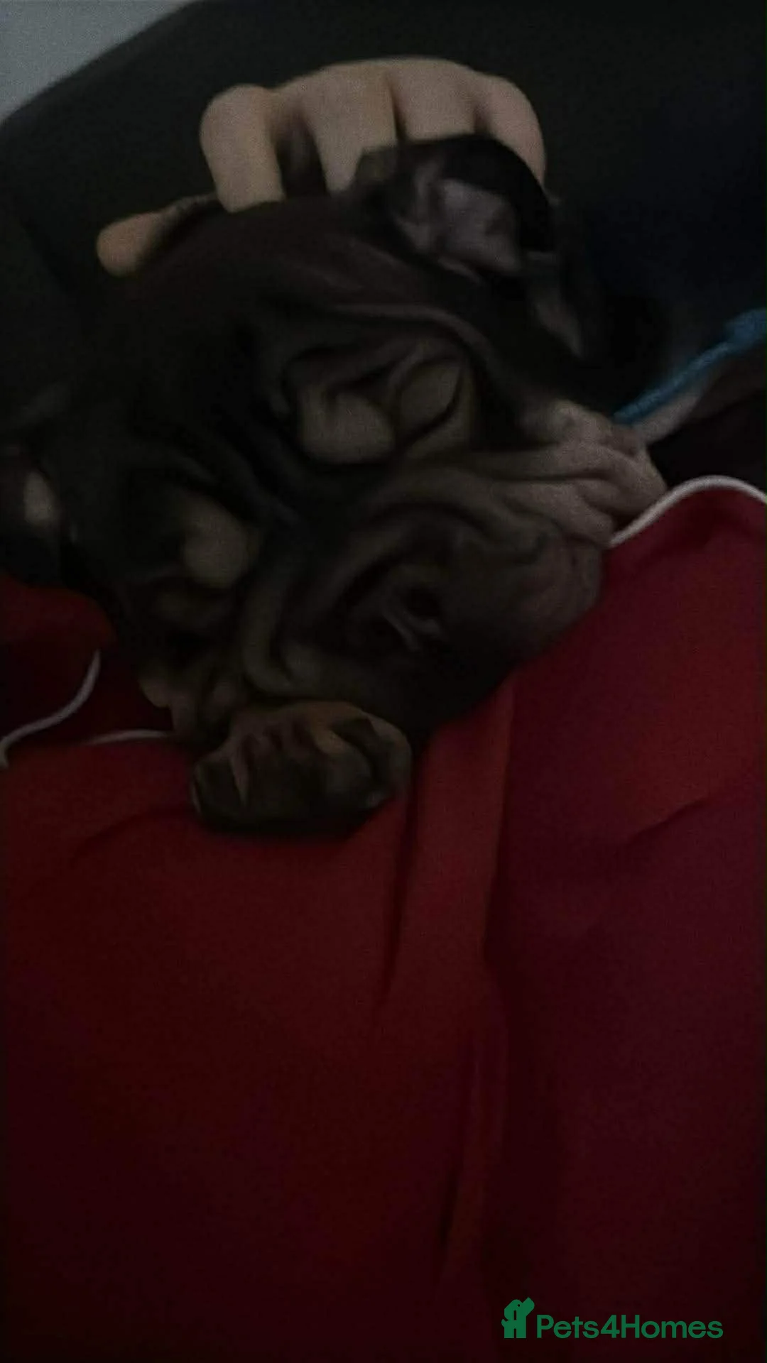 Mixed Breed dogs for sale: 2 year old Vinny  - Advert 5