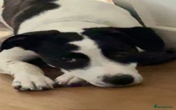 Mixed Breed dogs for sale: Bolt staffy and Jack russel mix  - Image 5